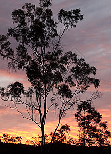 日落时 澳大利亚树树的树牙胶背景图片