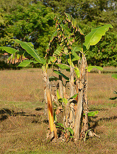 生长在大自然中的香蕉树高清图片