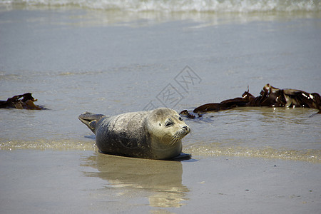 灰海豹灰海豹海洋儿子太阳海滩海豹公章猎犬背景图片