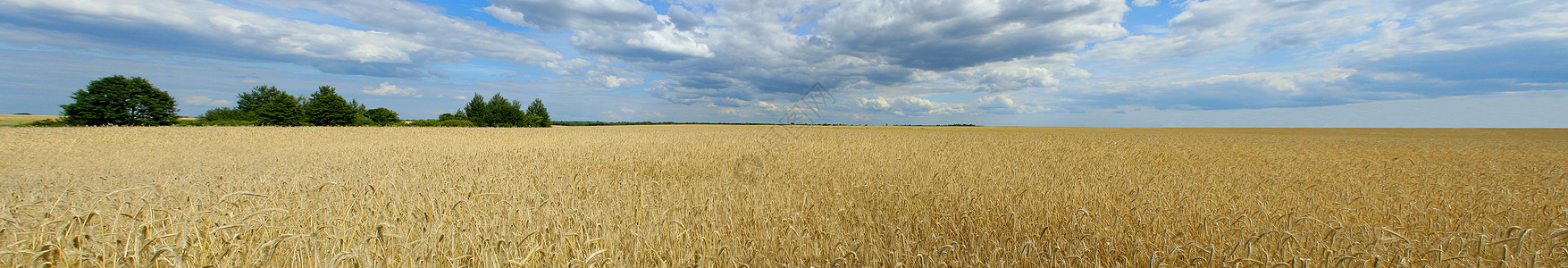 小麦田全市图片