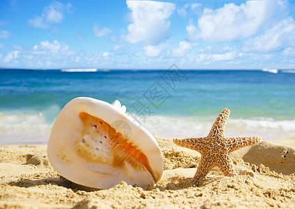 沙沙滩上的海壳和海星图片