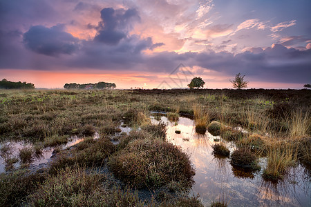 德伦特沼泽地的温暖平静日落图片