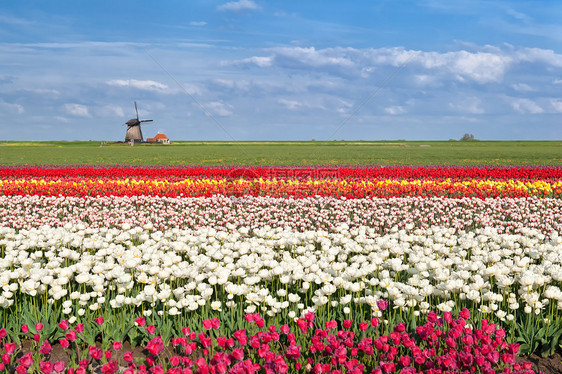 北荷兰Alkmaar的彩色郁金园图片