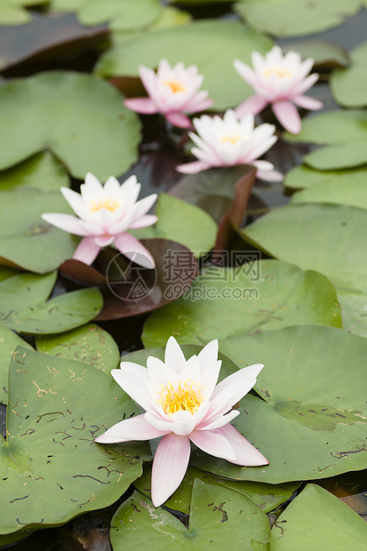 鲜花花瓣池塘植物群荷花花园叶子睡莲植物季节紫色图片