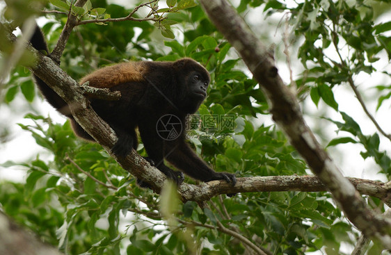 栖息在中美丛林中的猴子蜘蛛猴的自然栖息地图片