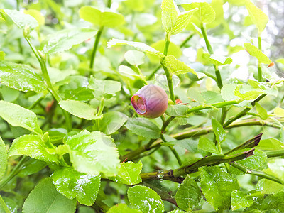 红蓝莓荒野营养衬套食物绿色植物森林叶子甜点红色图片
