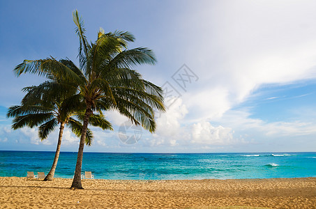 夏威夷沙滩上的棕榈树水域气候旅游海浪目的地蓝色海景蓝天情调热带图片