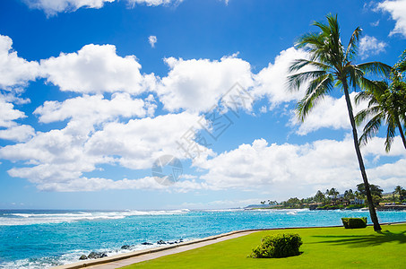 海边棕榈树情调蓝色海景目的地气候旅游水域海浪蓝天阳光图片