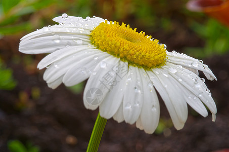 雨后花朵场地雨滴环境自然花瓣季节花园植物水分植物群图片