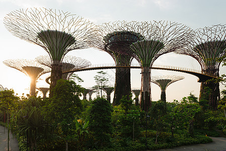 新加坡湾旁的花园里 有超级树码头游客场景地标城市天际雕塑热带吸引力建筑图片