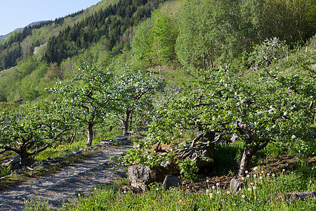 挪威风貌自然景观旅行植物日光天气时尚目的地荒野时间区系图片