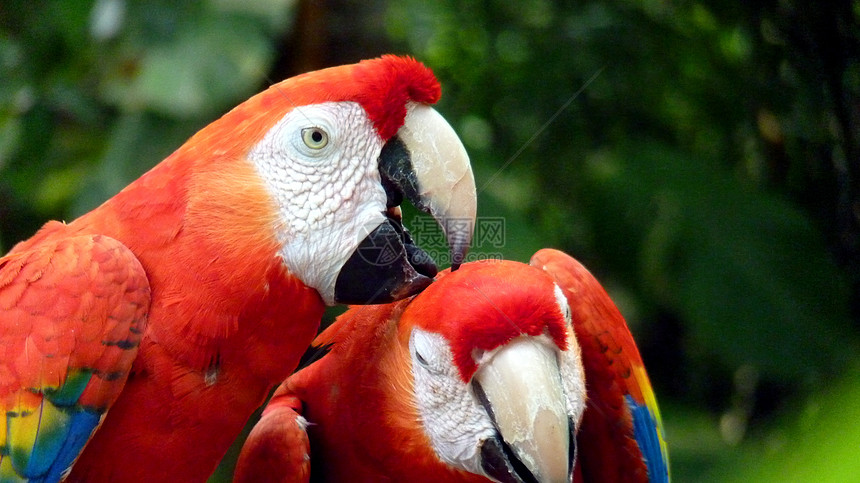 色彩多彩的红色金刚鹦鹉蓝色野生动物盐滩黄色动物热带雨林宠物物种生物体鹦鹉图片