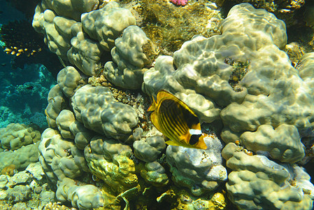 红海中的黄鱼图片