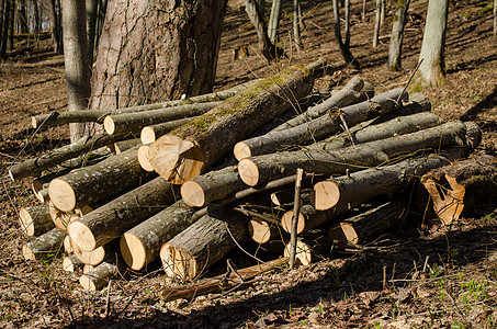 砍树身体木柴堆栈森林砍伐森林背景图片