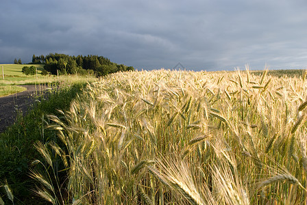 谷谷物颗粒烘烤场地小麦农村国家玉米材料面包粮食图片