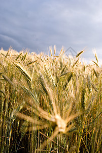 谷谷物颗粒季节农村材料植物玉米烘烤面粉场地粮食图片