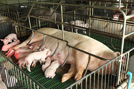 在现代狗舍喂养新生猪乳房农场小猪母亲生长动物群婴儿母猪狗窝生活图片
