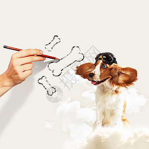 有趣的西班牙狗狗工作室头盔食肉小狗宠物斑点飞机朋友动物猎犬图片