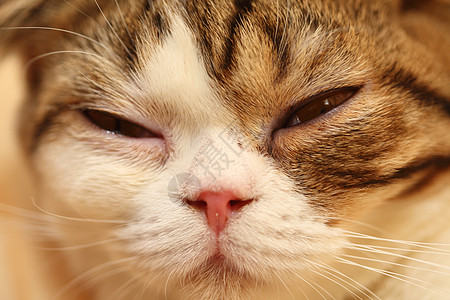 猫眼 闭上猫猫猫的眼睛投标动物虎斑头发哺乳动物鼻子细节猫咪白色毛皮图片