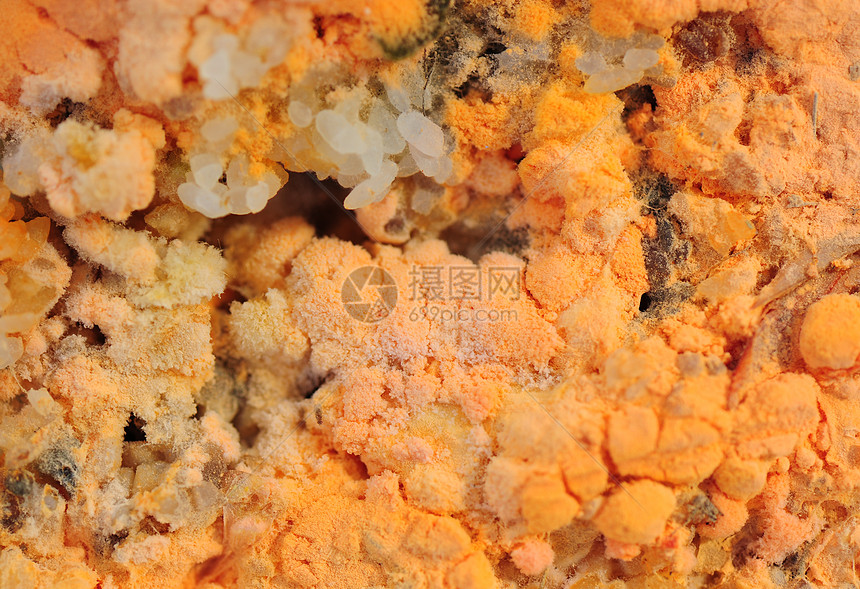 蘑菇卫生打扫风险橙子危险保健孢子安全生物图片
