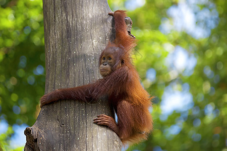 婆罗洲奥兰古人橙子丛林原始人灵长类野生动物动物园雨林濒危动物荒野图片