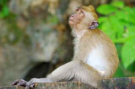 猴子猴动物丛林异国灵长类毛皮生物哺乳动物棕色野生动物绿色图片