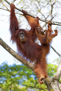 婆罗洲奥兰古人丛林橙子森林雨林荒野动物园物种灵长类原始人公园图片