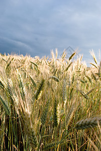 谷物田面积场地烘烤季节颗粒小麦粮食植物农村金子面粉图片