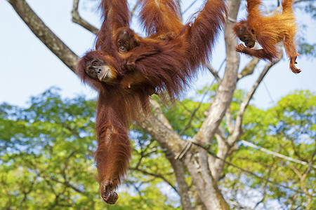 婆罗洲奥兰古人森林动物濒危动物园物种野生动物丛林公园原始人荒野图片