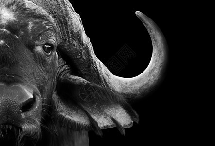 非洲开角水牛城哺乳动物荒野野生动物公园动物棕褐色假期游戏黑与白国家图片