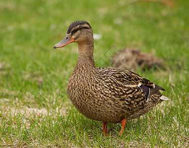 草地的马勒德野生动物鸭子女性羽毛动物群棕色图片