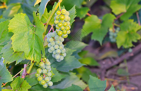 葡萄园里的绿葡萄食物紫色国家葡萄园水果藤蔓收成绿色黑色酒厂图片