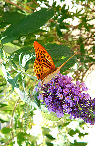 Papillon 橙色 1图片