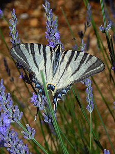 Papillon 白板 3图片