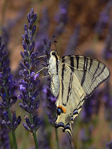 Papillon 白板 2图片