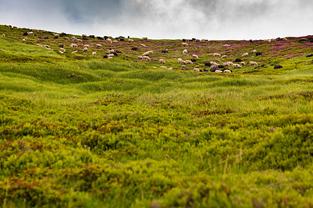 羊卓绵羊农村团体高地国家羊肉植物爬坡农田哺乳动物草原背景