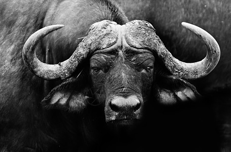 非洲水牛城假期荒野游戏动物国家哺乳动物棕褐色公园黑与白野生动物图片