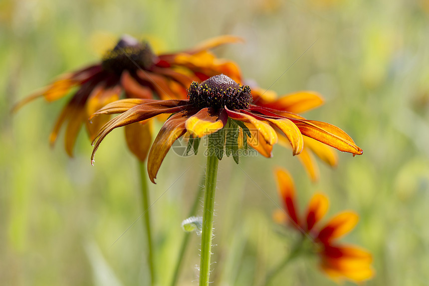 天然的Rudbeckia花朵野花眼睛植物群花瓣荒野橙子植物宏观雏菊向日葵图片