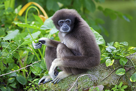 Gibbon 猴子灵长类动物公园异国长臂猿野生动物俘虏国家丛林濒危图片