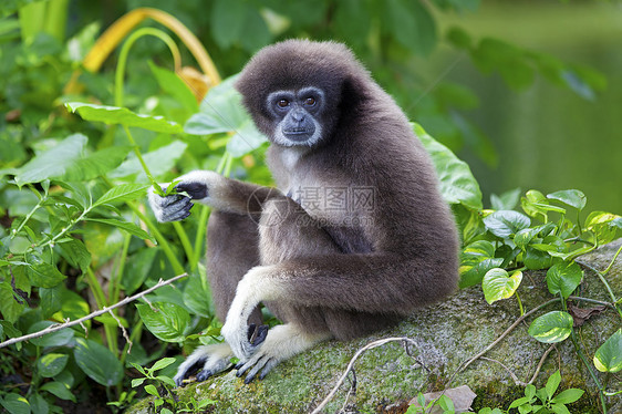 Gibbon 猴子灵长类动物公园异国长臂猿野生动物俘虏国家丛林濒危图片