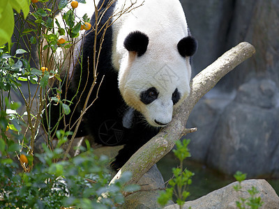 巨熊熊猫旅行动物园荒野哺乳动物毛皮公园动物学丛林栖息地濒危图片