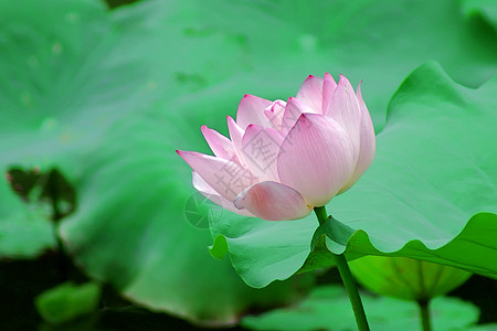 莲体荷花碧玉半边莲百合白术雪花图片