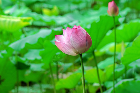 莲体半边莲百合荷花白术碧玉雪花图片