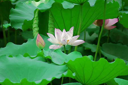 莲体半边莲碧玉荷花白术百合雪花图片