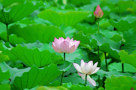 莲体半边莲荷花百合碧玉雪花白术玉兰草图片