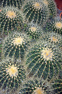 金桶金管仙人掌花园荆棘植物群肉质多刺植物沙漠锋利的高清图片素材
