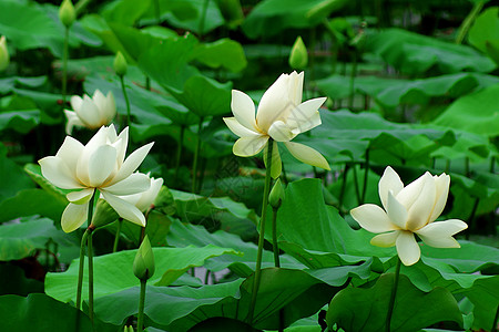 莲体玉兰草碧玉半边莲百合白术雪花荷花图片