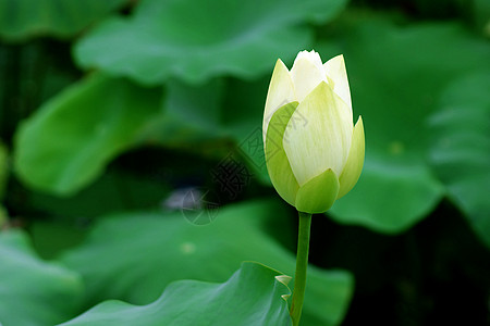 莲体半边莲白术荷花百合碧玉雪花玉兰草图片