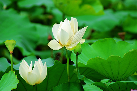 莲体白术玉兰草百合雪花半边莲碧玉荷花图片