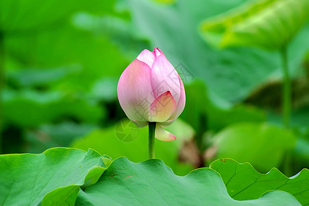 莲体荷花半边莲玉兰草百合碧玉雪花白术图片